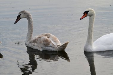 Güzel beyaz kuğular yaz günü göl yüzeyinde yüzerler. 