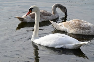 Güzel beyaz kuğular yaz günü göl yüzeyinde yüzerler. 