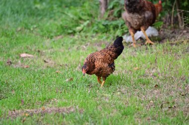 Tavuklar yaz günü toprakta otlar. 