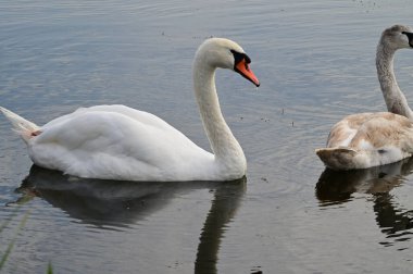 Güzel beyaz kuğular yaz günü göl yüzeyinde yüzerler. 