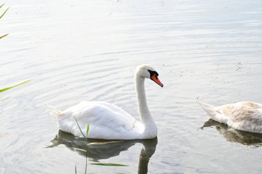 Güzel beyaz kuğular yaz günü göl yüzeyinde yüzerler. 