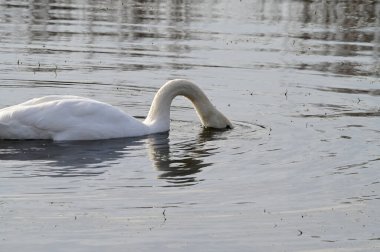 Güzel beyaz kuğu yaz günü göl yüzeyinde yüzüyor. 
