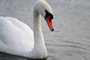 Güzel beyaz kuğu yaz günü göl yüzeyinde yüzüyor. 