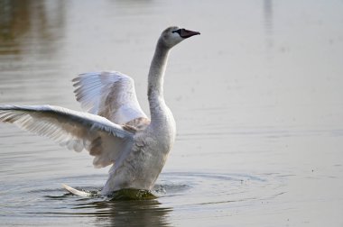 Güzel beyaz kuğu yaz günü göl yüzeyinde yüzüyor. 