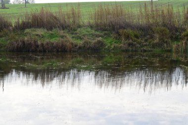 Güneşli bir günde nehir kıyısında büyüyen büyük çimlerin resimsel görüntüsü