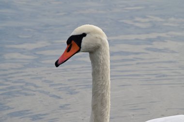 Güzel beyaz kuğu yaz günü göl yüzeyinde yüzüyor. 