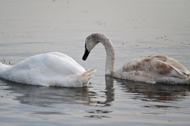 Güzel beyaz kuğular yaz günü göl yüzeyinde yüzerler. 