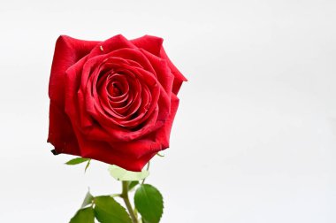 Işıklı arka planda güzel bir gül, yaz konsepti, yakın görüş   