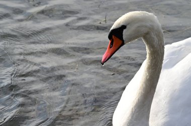 Güzel beyaz kuğu yaz günü göl yüzeyinde yüzüyor. 