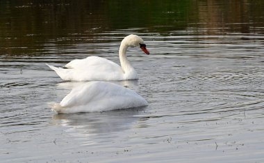 Güzel beyaz kuğular yaz günü göl yüzeyinde yüzerler. 