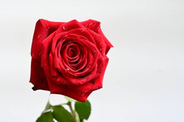 Işıklı arka planda güzel bir gül, yaz konsepti, yakın görüş   