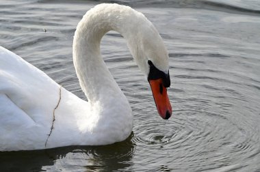 Güzel beyaz kuğu yaz günü göl yüzeyinde yüzüyor. 