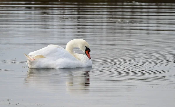 Beau Cygne Blanc Nageant Sur Surface Eau Lac Jour Été — Photo