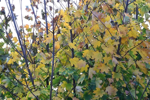 Вид Осенних Ветвей Деревьев Желтыми Листьями — стоковое фото