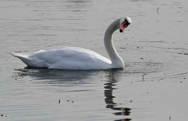 Hermoso Cisne Blanco Nadando Superficie Del Agua Del Lago Día — Foto de Stock