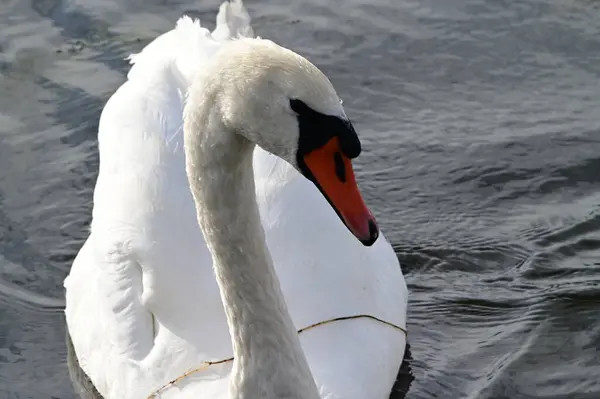 Hermoso Cisne Blanco Nadando Superficie Del Agua Del Lago Día —  Fotos de Stock