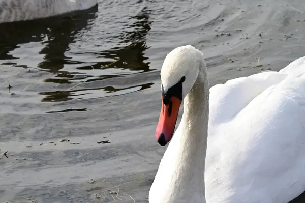 Mooie Witte Zwaan Zwemmen Meer Wateroppervlak Zomerdag — Stockfoto