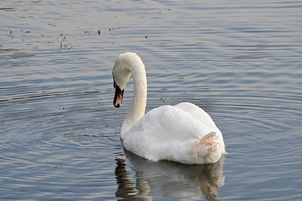 Hermoso Cisne Blanco Nadando Superficie Del Agua Del Lago Día — Foto de Stock