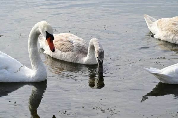 Schöne Weiße Schwäne Die Sommertagen Auf Der Wasseroberfläche Des Sees — Stockfoto