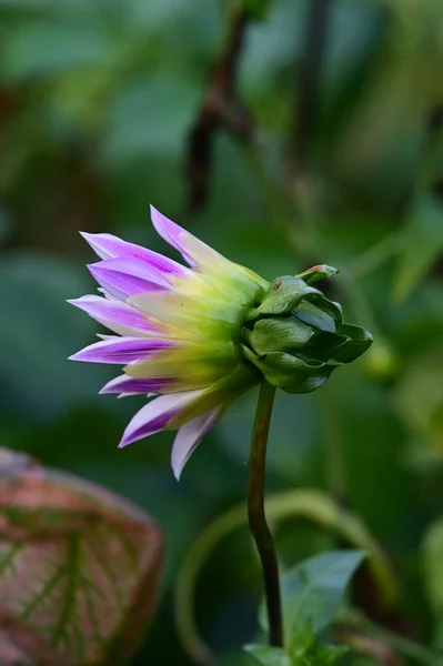 Beautiful Flower Growing Garden Sunny Day — Stock Photo, Image