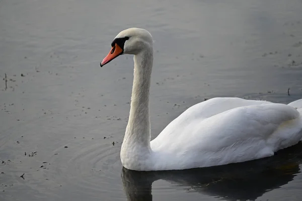 Schöner Weißer Schwan Schwimmt Sommertagen Auf Der Wasseroberfläche Des Sees — Stockfoto