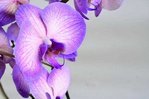 Schöne Orchideenblüten Auf Hellem Hintergrund Sommerkonzept Nahsicht — Stockfoto