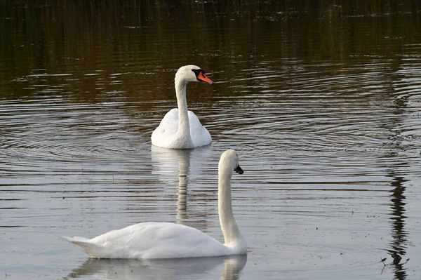 Vackra Vita Svanar Simmar Sjö Vattenytan Sommardagen — Stockfoto