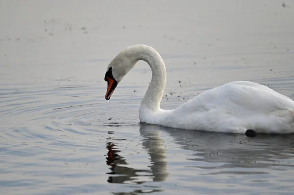 Beautiful White Swan Swimming Lake Water Surface Summer Day — Stock Photo, Image