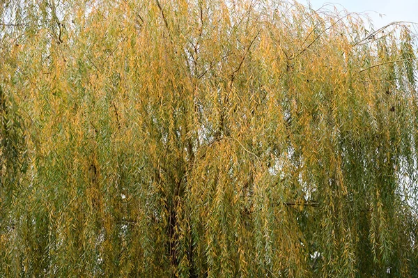 Άποψη Των Φθινοπωρινών Κλαδιών Δέντρων Κίτρινα Φύλλα — Φωτογραφία Αρχείου