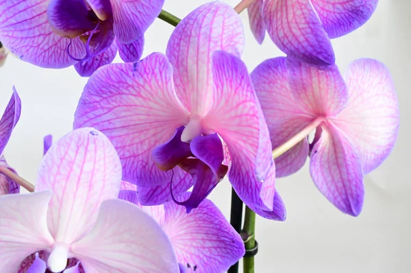 Flores Bonitas Orchid Fundo Claro Conceito Verão Vista Próxima — Fotografia de Stock