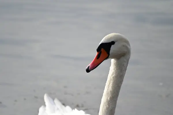 Bellissimo Cigno Bianco Che Nuota Sulla Superficie Dell Acqua Del — Foto Stock