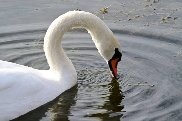 Belo Cisne Branco Nadando Superfície Água Lago Dia Verão — Fotografia de Stock