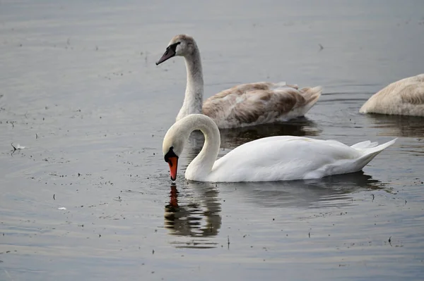 Belos Cisnes Brancos Nadando Superfície Água Lago Dia Verão — Fotografia de Stock