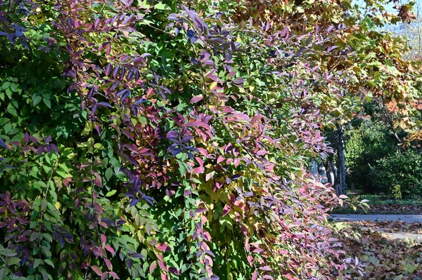 Vue Des Branches Arbres Automne Aux Feuilles Jaunes — Photo