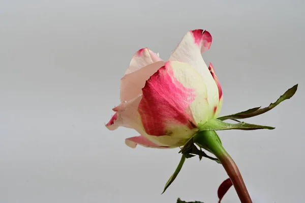 Hermosa Flor Rosa Sobre Fondo Claro Concepto Verano Vista Cercana —  Fotos de Stock