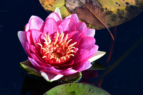 Bela Flor Lótus Crescendo Lagoa Dia Verão — Fotografia de Stock
