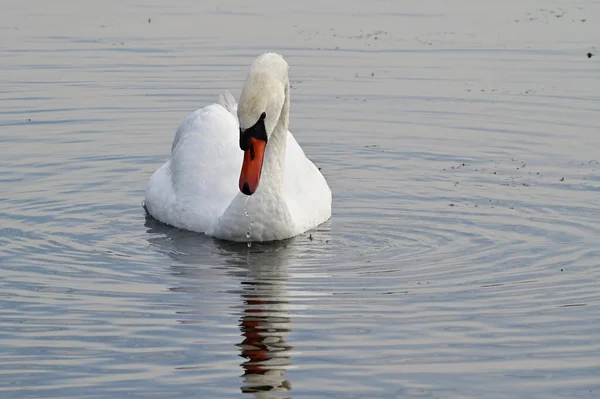 夏の日には白い白鳥が水面を泳いでいます — ストック写真