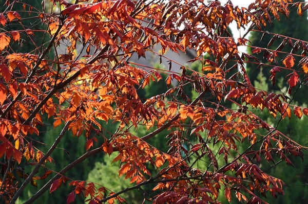 Vue Des Branches Arbres Automne Aux Feuilles Jaunes — Photo