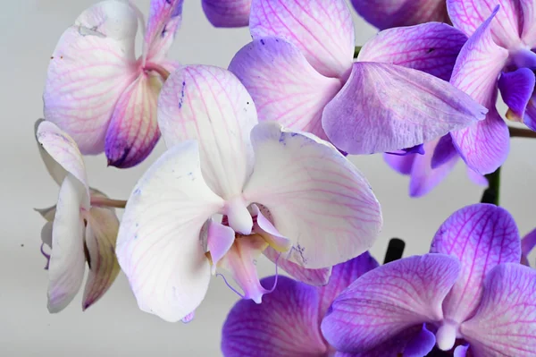 Belles Fleurs Orchidée Sur Fond Clair Concept Été Vue Rapprochée — Photo