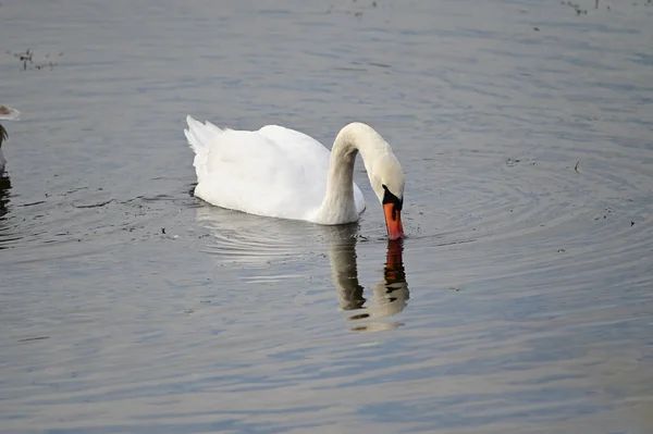 Belo Cisne Branco Nadando Superfície Água Lago Dia Verão — Fotografia de Stock