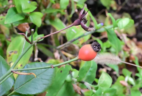Schöne Pflanze Mit Roten Beeren Wächst Garten Sonnigen Sommertag — Stockfoto
