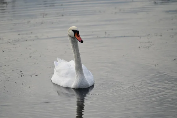 夏の日には白い白鳥が水面を泳いでいます — ストック写真