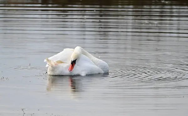 Belo Cisne Branco Nadando Superfície Água Lago Dia Verão — Fotografia de Stock