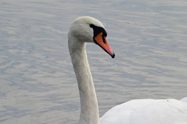 Hermoso Cisne Blanco Nadando Superficie Del Agua Del Lago Día —  Fotos de Stock