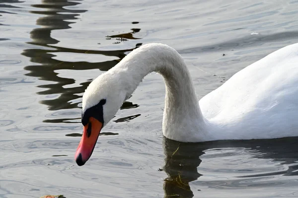 Hermoso Cisne Blanco Nadando Superficie Del Agua Del Lago Día —  Fotos de Stock