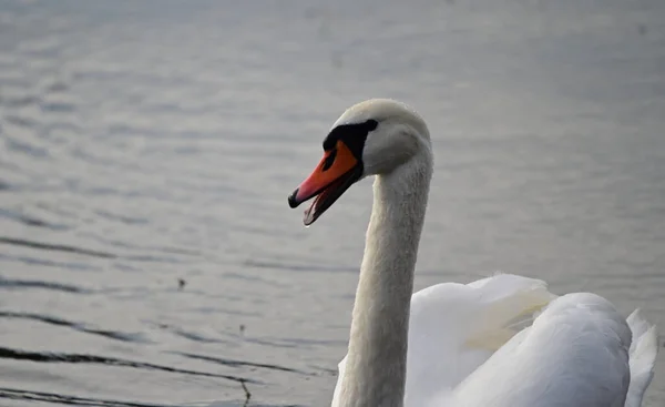 Schöner Weißer Schwan Schwimmt Sommertagen Auf Der Wasseroberfläche Des Sees — Stockfoto