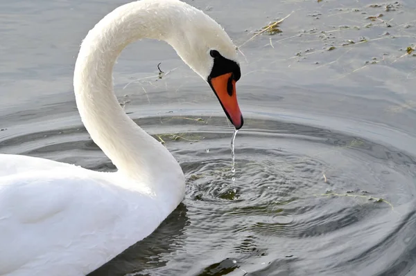 Belo Cisne Branco Nadando Superfície Água Lago Dia Verão — Fotografia de Stock