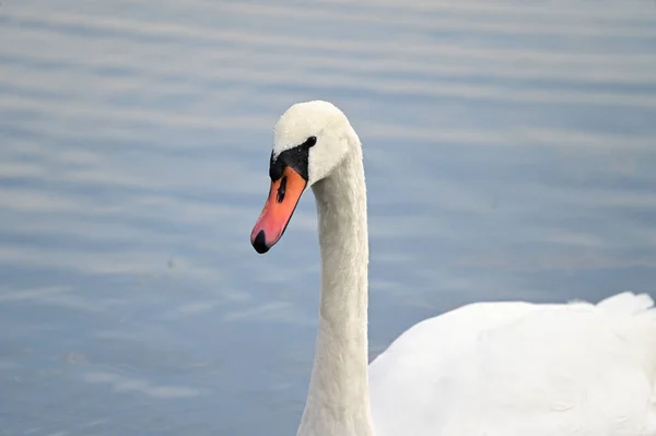 Schöner Weißer Schwan Schwimmt Sommertagen Auf Der Wasseroberfläche Des Sees — Stockfoto