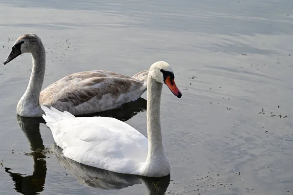 Schöne Weiße Schwäne Die Sommertagen Auf Der Wasseroberfläche Des Sees — Stockfoto