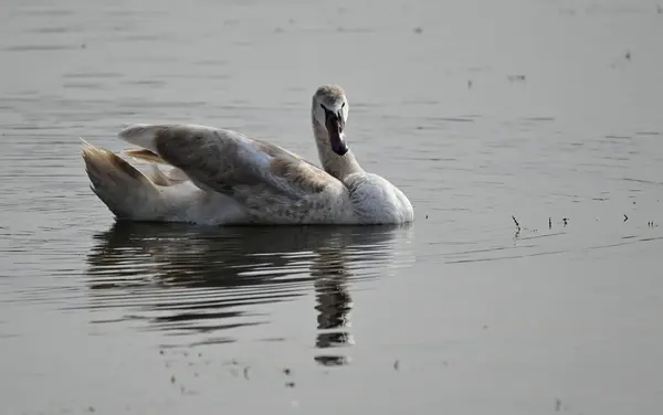 Belo Cisne Branco Nadando Superfície Água Lago Dia Verão — Fotografia de Stock